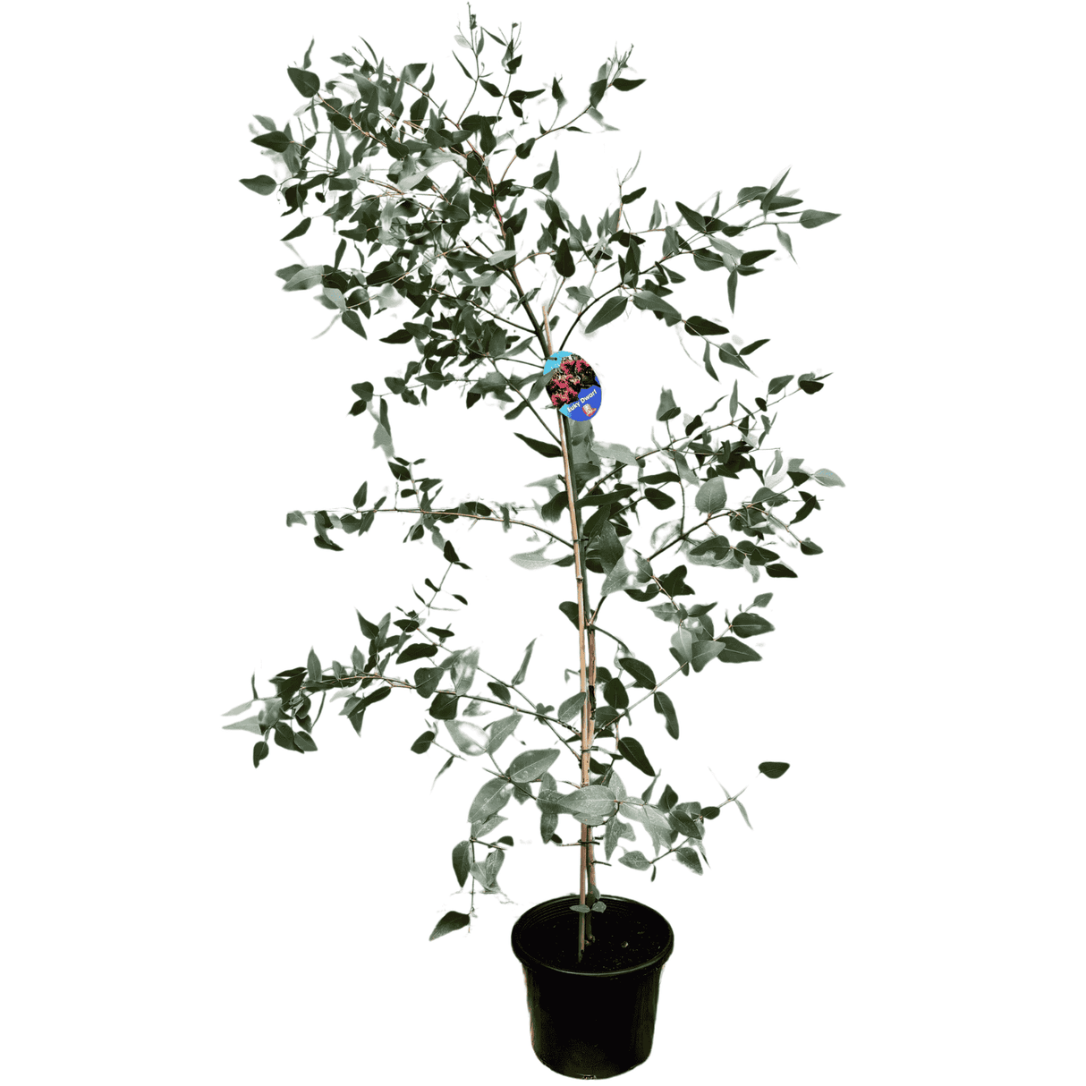 Eucalyptus leucoxylon Euky Dwarf 25cm