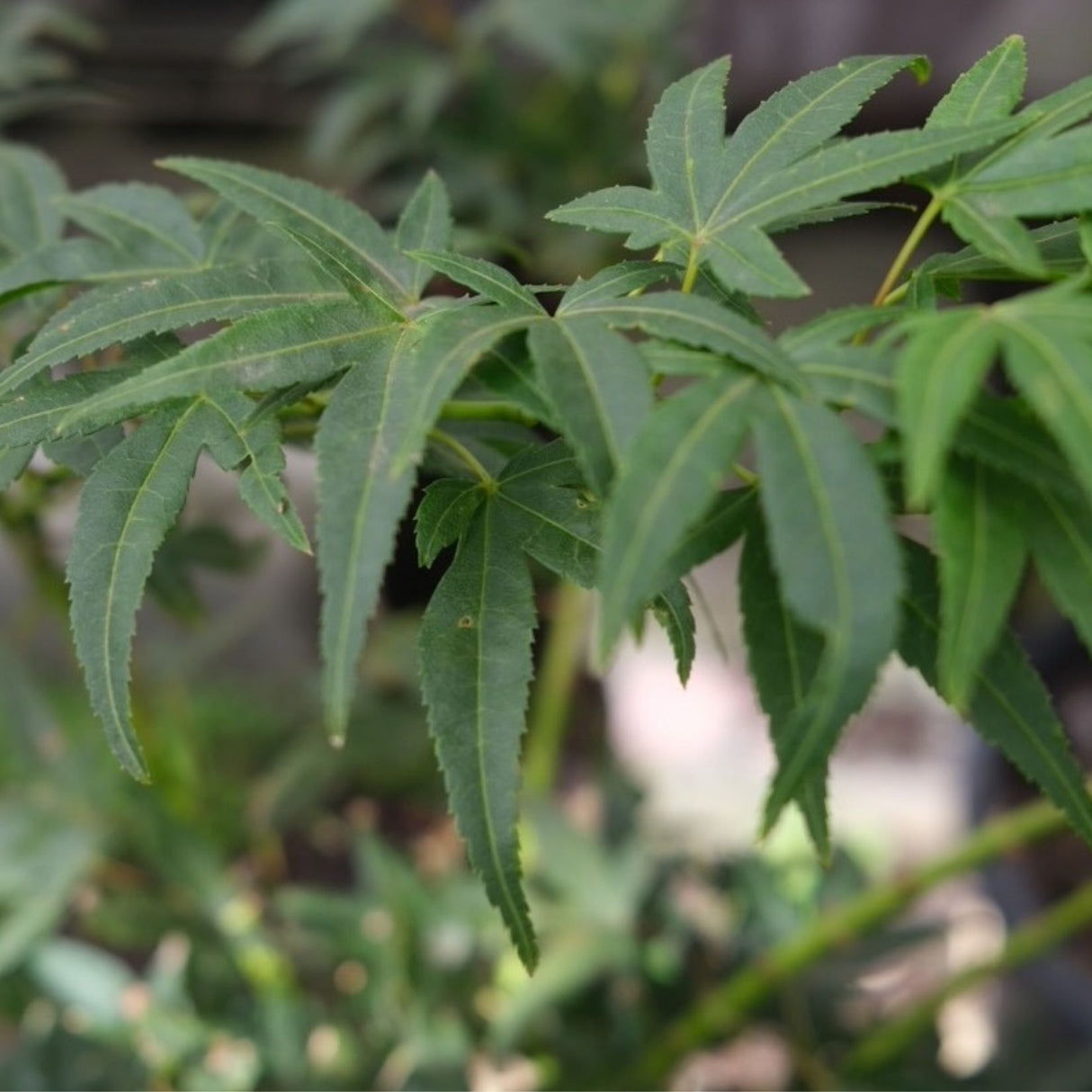 Acer palmatum 'Mikawa Yatsubusa' 30cm