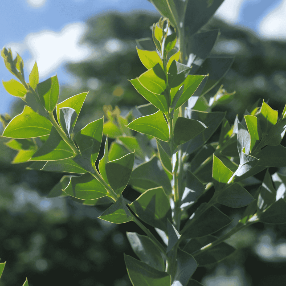 Acacia cultriformis 'Knife Wattle' 14cm