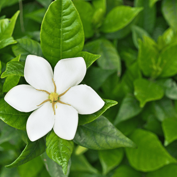 Gardenia grandiflora Star 20cm