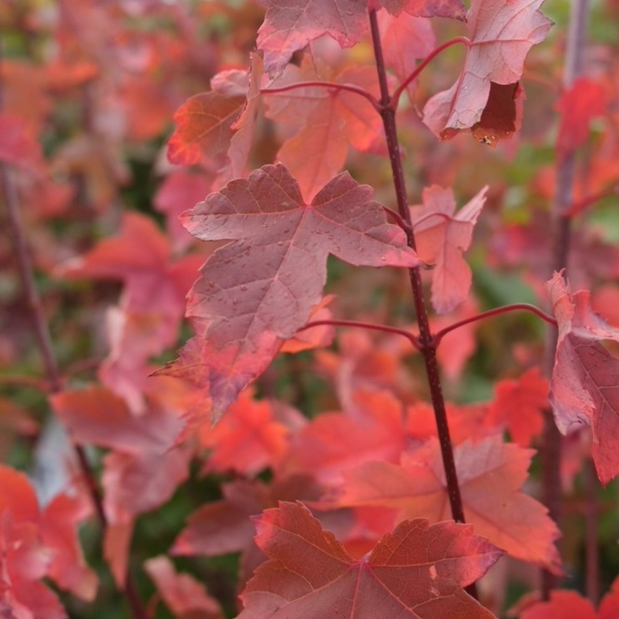 Acer rubrum 'Frank Jr' Redpointe 25cm