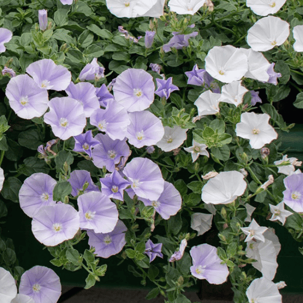 Convolvulus Two Moons 14cm