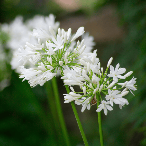 Agapanthus Snowball 14cm