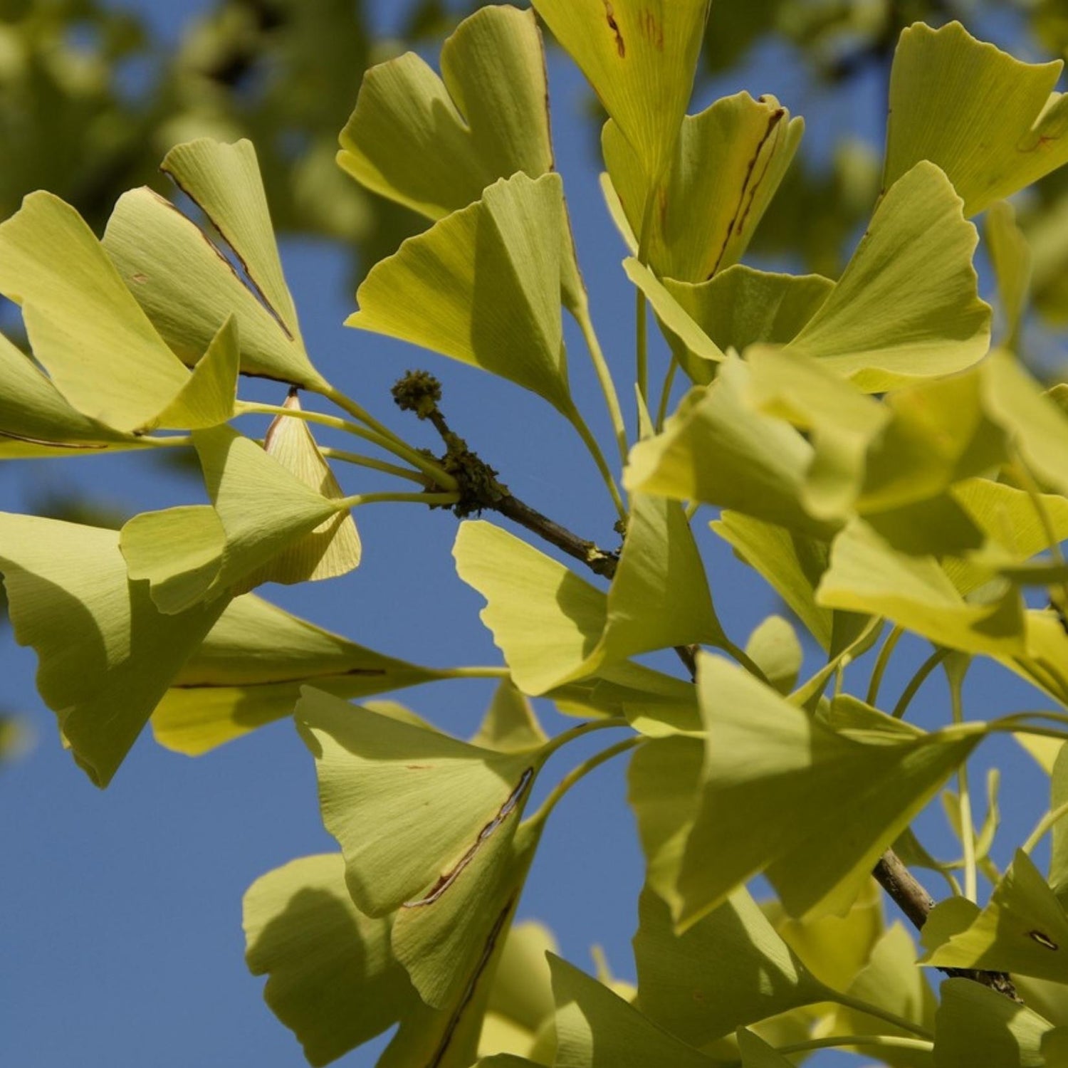 Ginkgo biloba 'Lemonlime Spire' 33cm