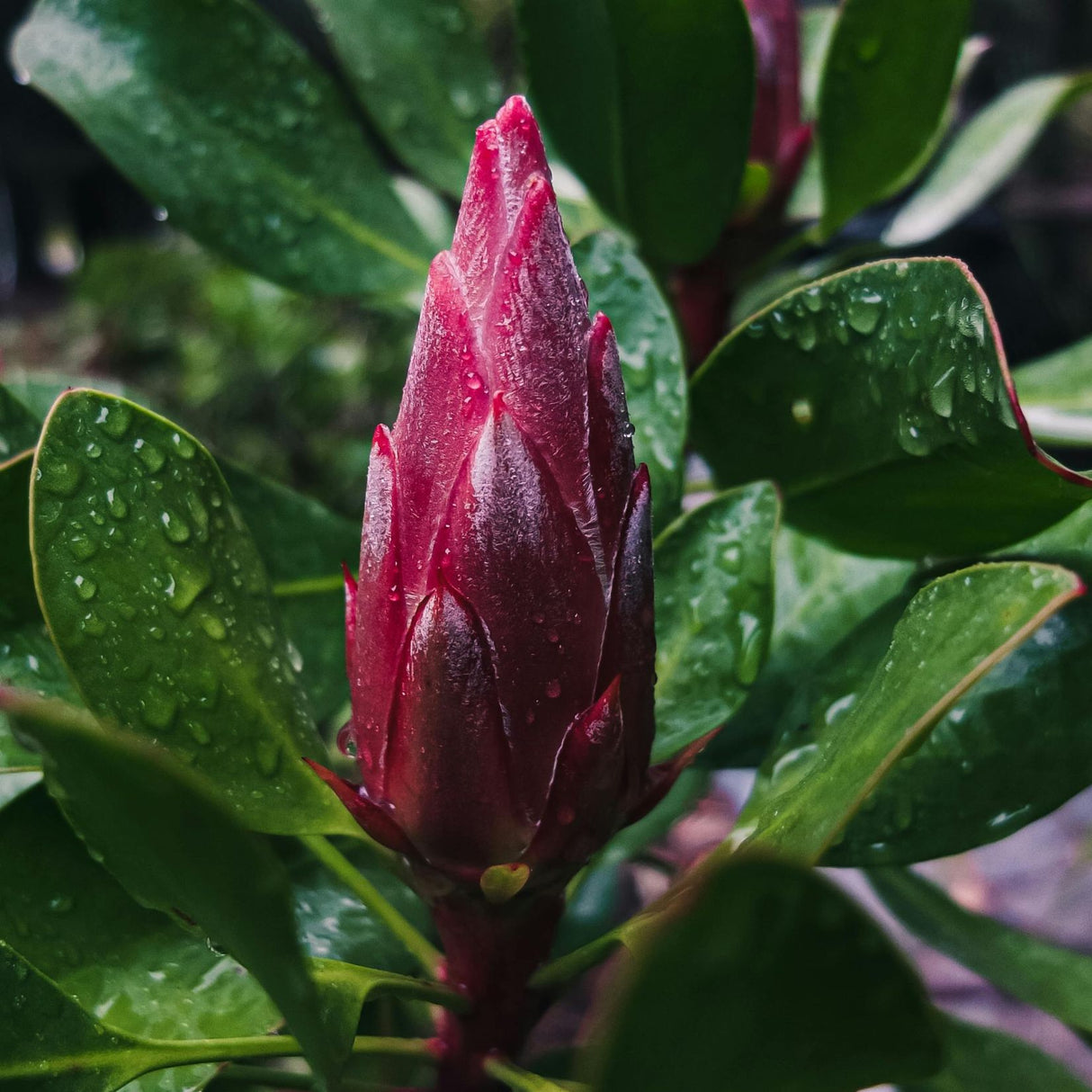 Protea Little Prince 30cm