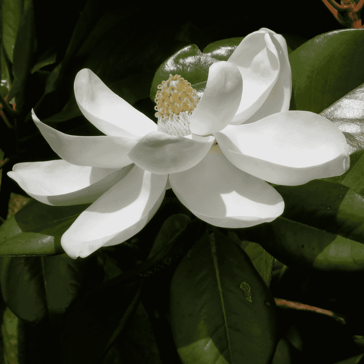 Magnolia 'Teddy Bear' 33cm