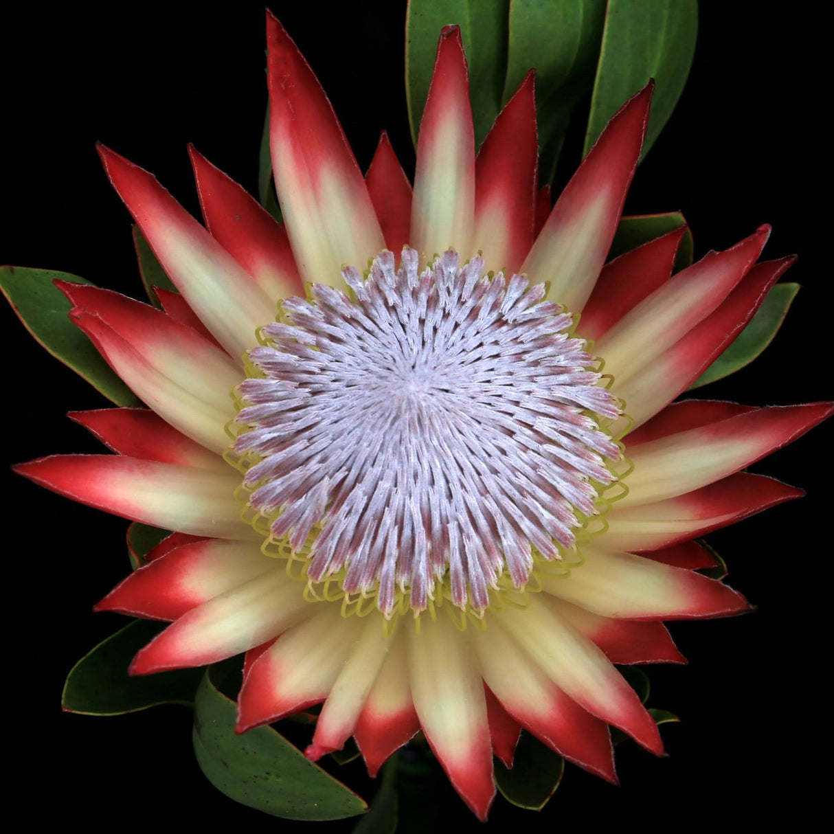 Protea 'Madiba' 14cm
