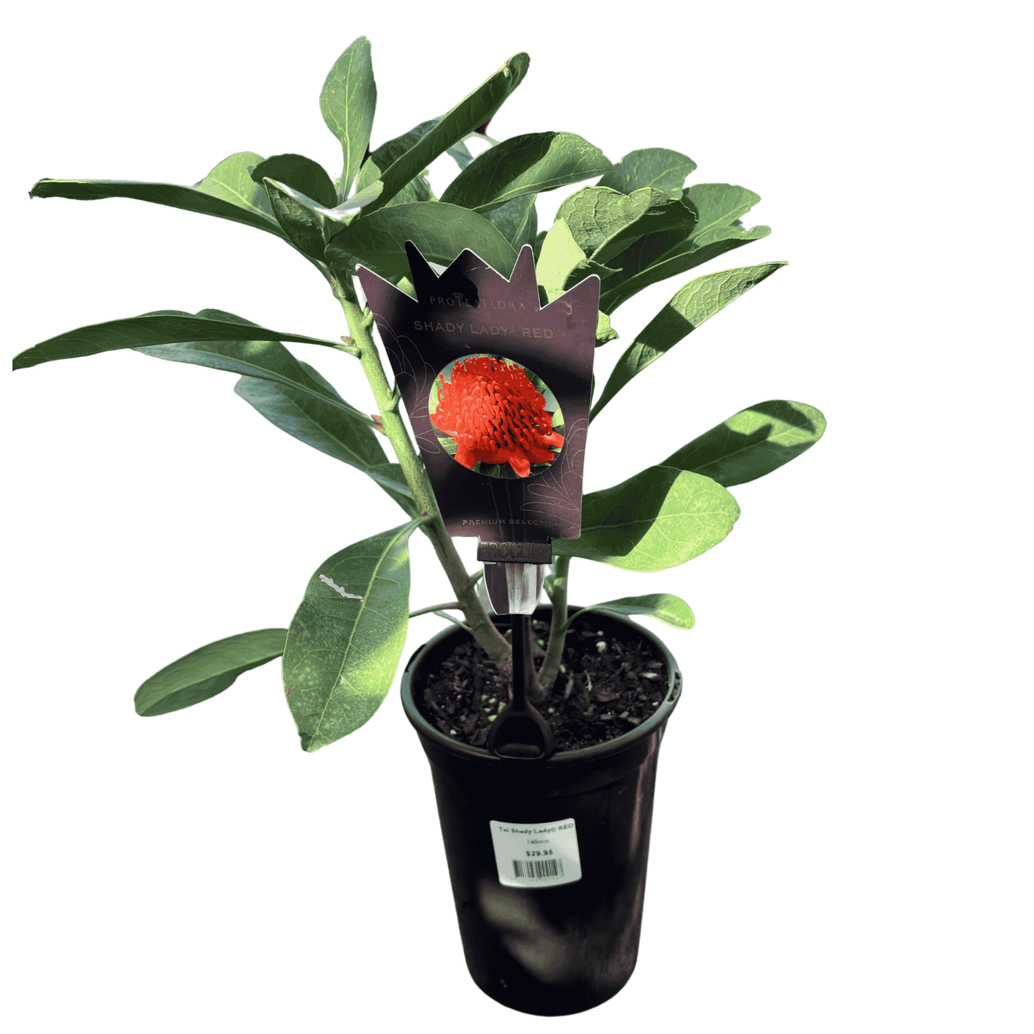 Waratah 'Shady Lady Red' 14cm