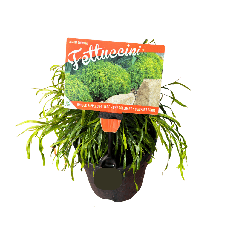 Acacia cognata 'Fettuccini' 14cm