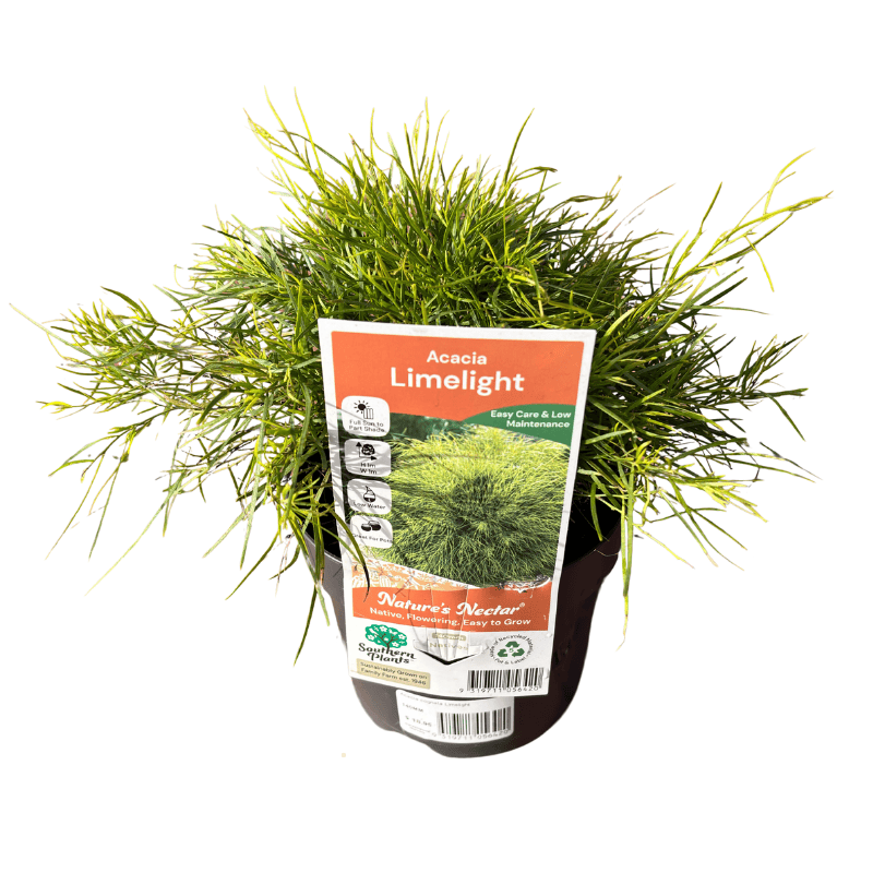 Acacia cognata 'Limelight' 14cm