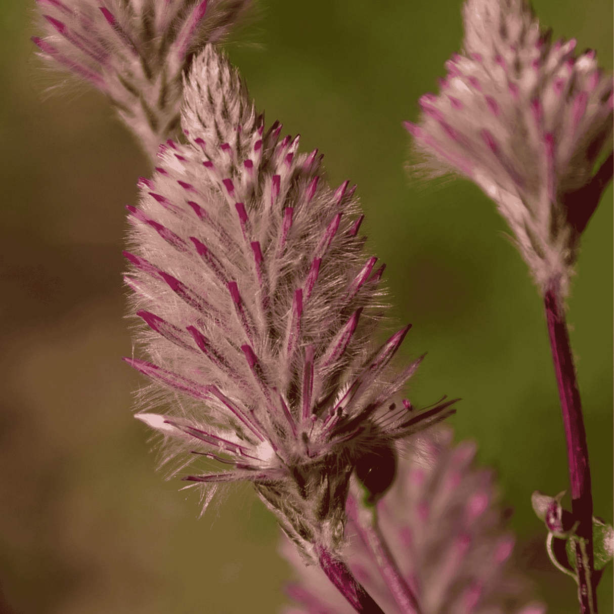 Ptilotus exaltatus 'Matilda' 14cm