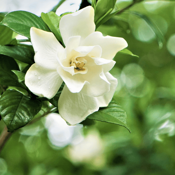 Gardenia Florida 25cm