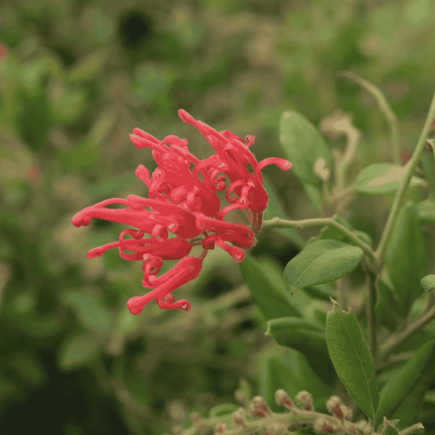 Grevillea 'Lady O' 14cm