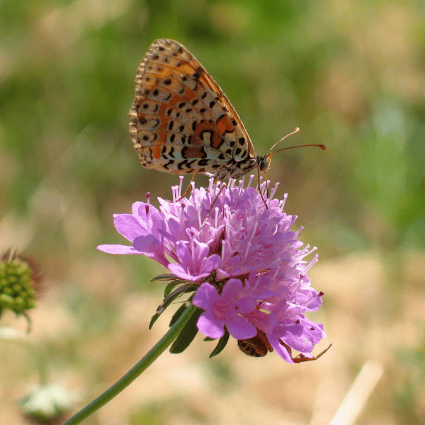 Armeria 'Dreameria Daydream' 14cm