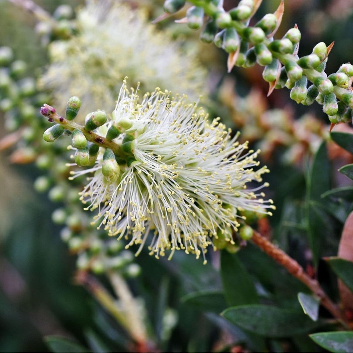 Callistemon 'Snow Burst' 20cm