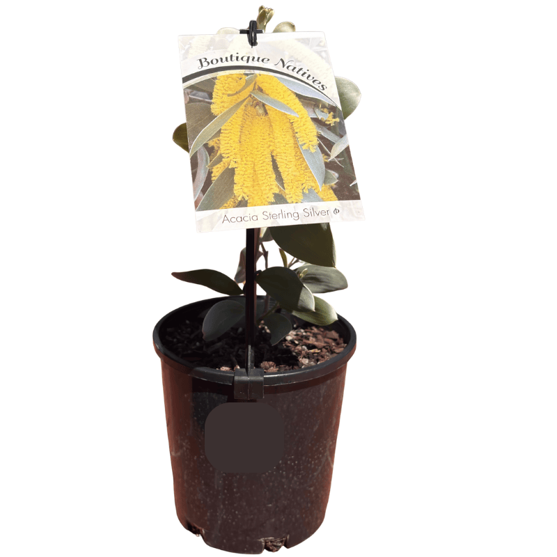 Acacia binervia 'Sterling Silver' 14cm