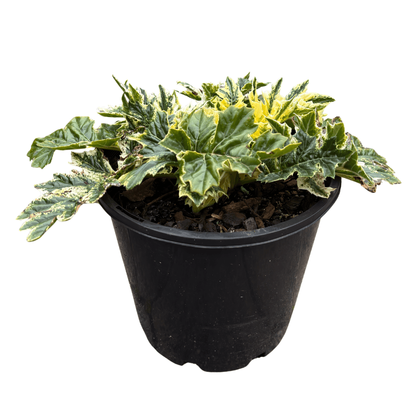 Acanthus mollis Whitewater 20cm
