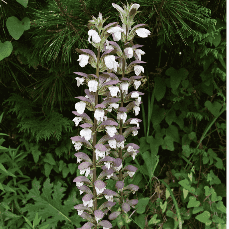 Acanthus mollis 14cm