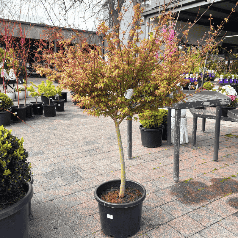 Acer palmatum Matsukaze 33cm