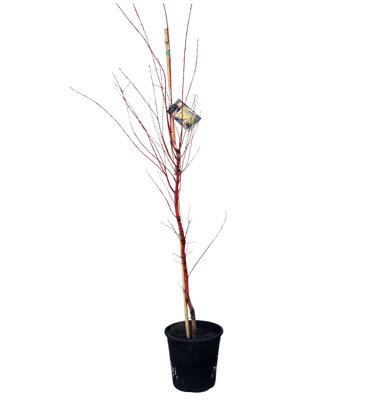Acer palmatum Senkaki Coral Bark 25cm