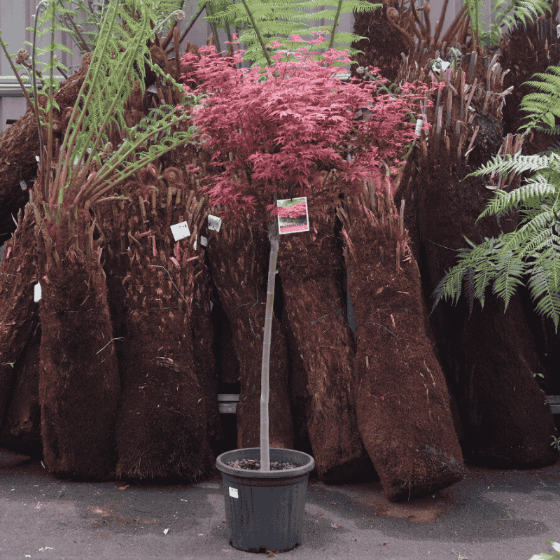 Acer palmatum Shaina Standard 30cm