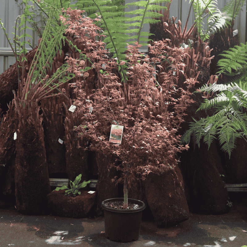 Acer palmatum Shaina 30cm