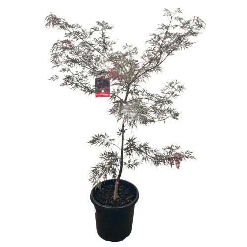 Acer palmatum dissectum 'Crimson Wave' 30cm