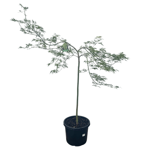 Acer palmatum dissectum Ellen 30cm