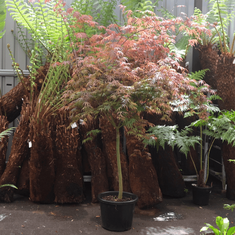Acer palmatum dissectum Inaba Shidare 40cm
