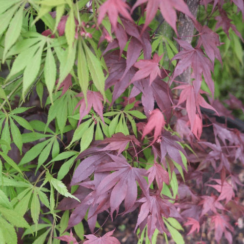 Acer palmatum 'Bloodgood Elegans Double Graft' 90L