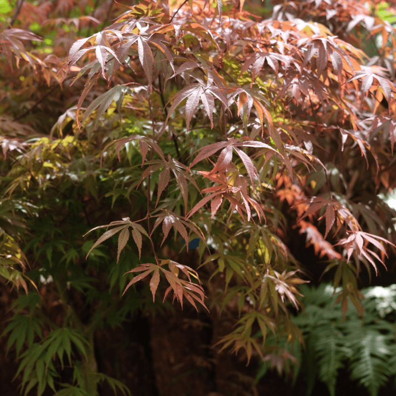 Acer palmatum dissectum Inaba Shidare 40cm