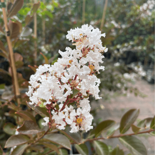 Lagerstroemia indica Acoma 25cm Tree