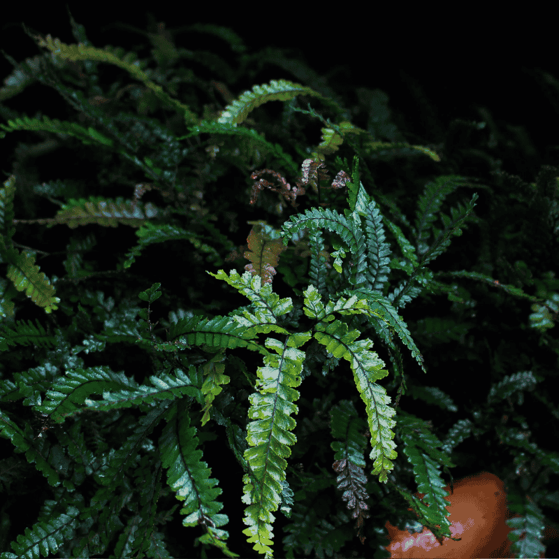 Adiantum hispidulum 12cm