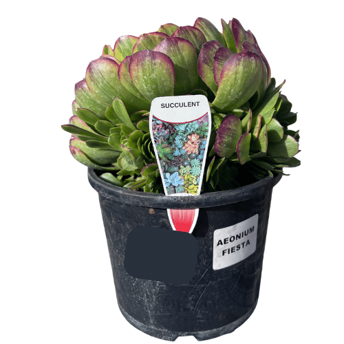 Aeonium Fiesta 20cm