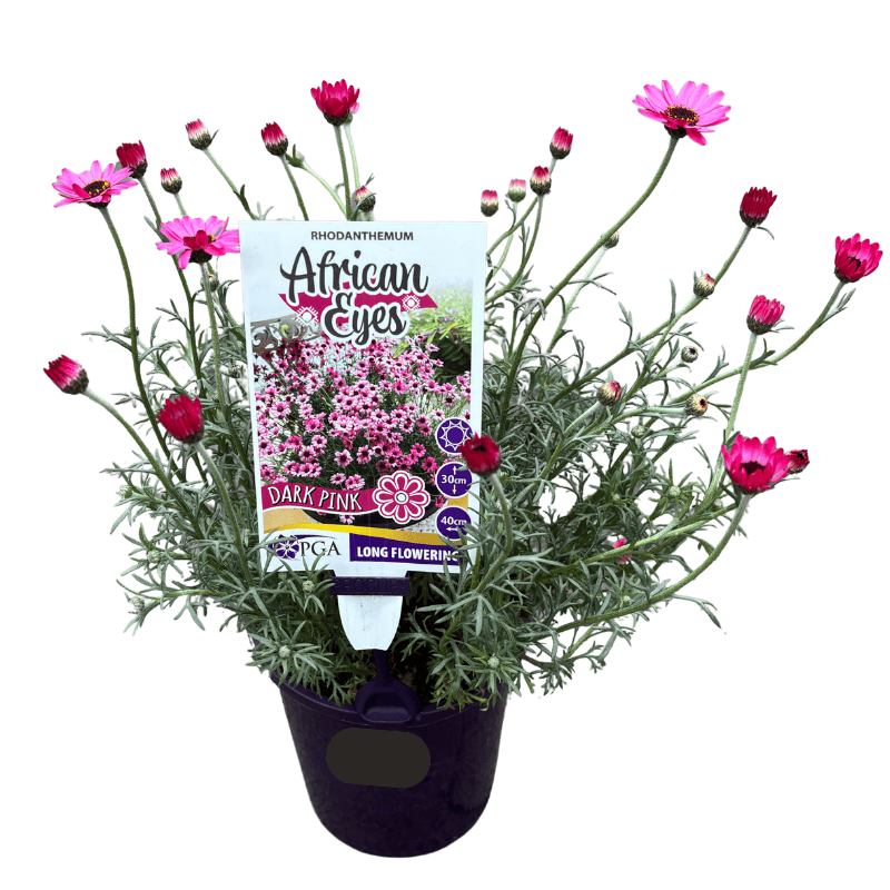 Rhodanthemum African Eyes Dark Pink 14cm