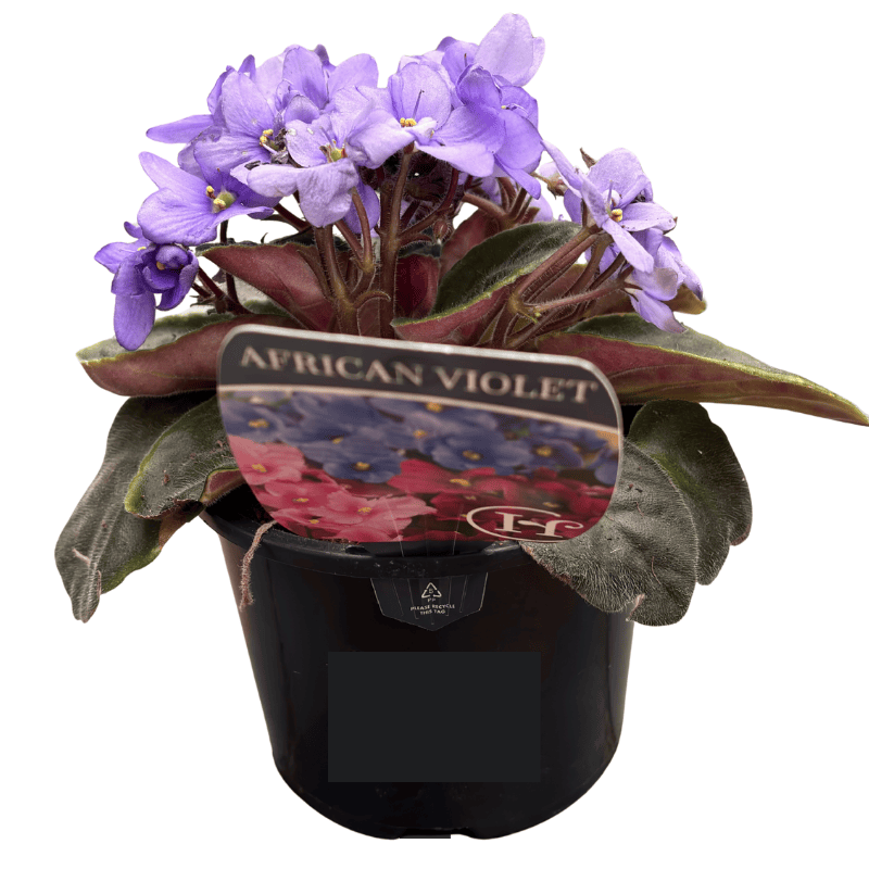 African Violet Supreme 11cm