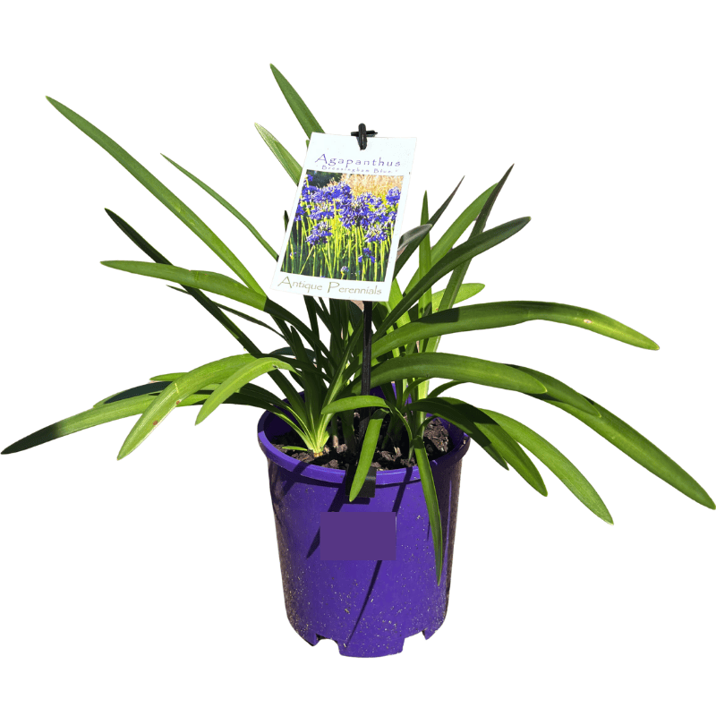 Agapanthus Bressingham Blue 14cm