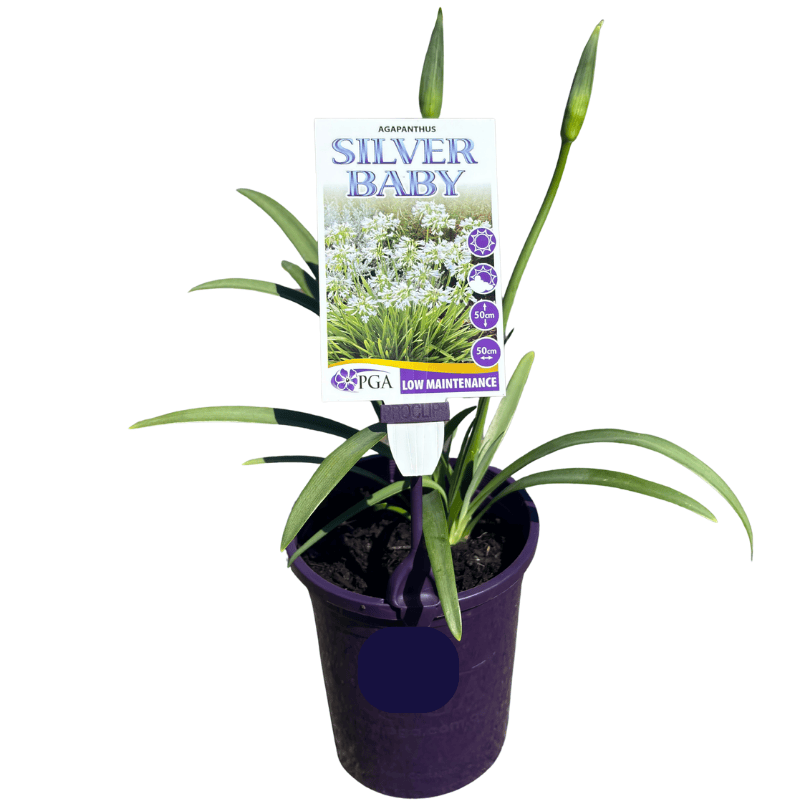 Agapanthus Silver Baby 14cm