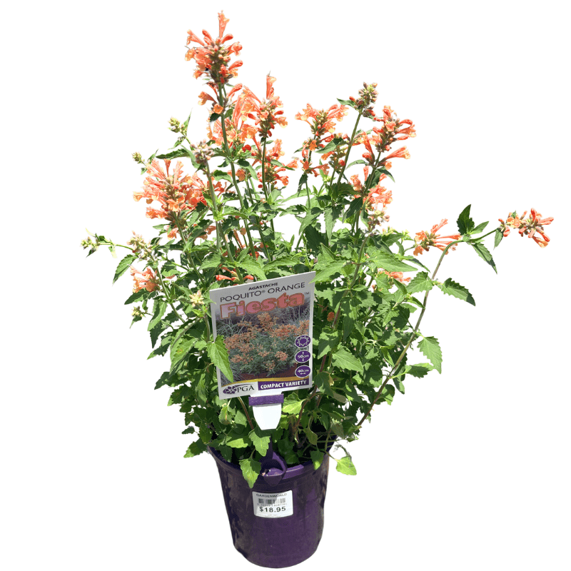Agastache Fiesta Orange 14cm