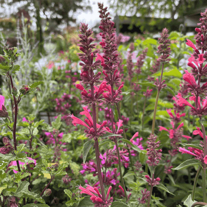 Agastache Raspberry Fiesta 14cm