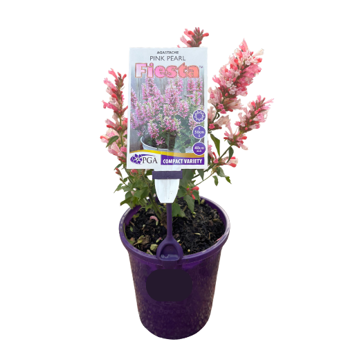 Agastache Pink Pearl 14cm
