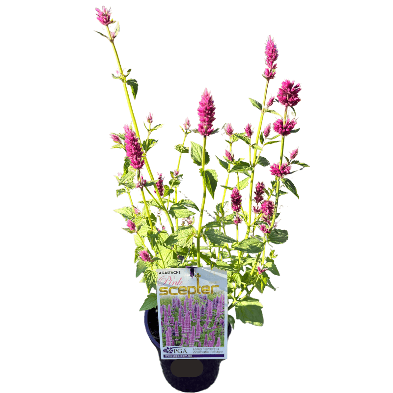 Agastache Pink Sceptre 14cm