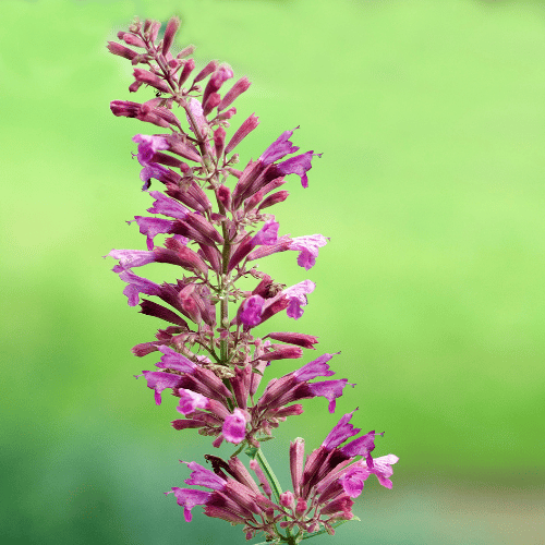 Agastache Sweet Lili_ 14cm