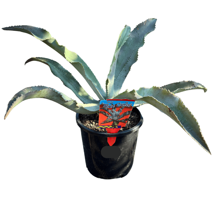 Agave gypsophila Blue Curls 20cm
