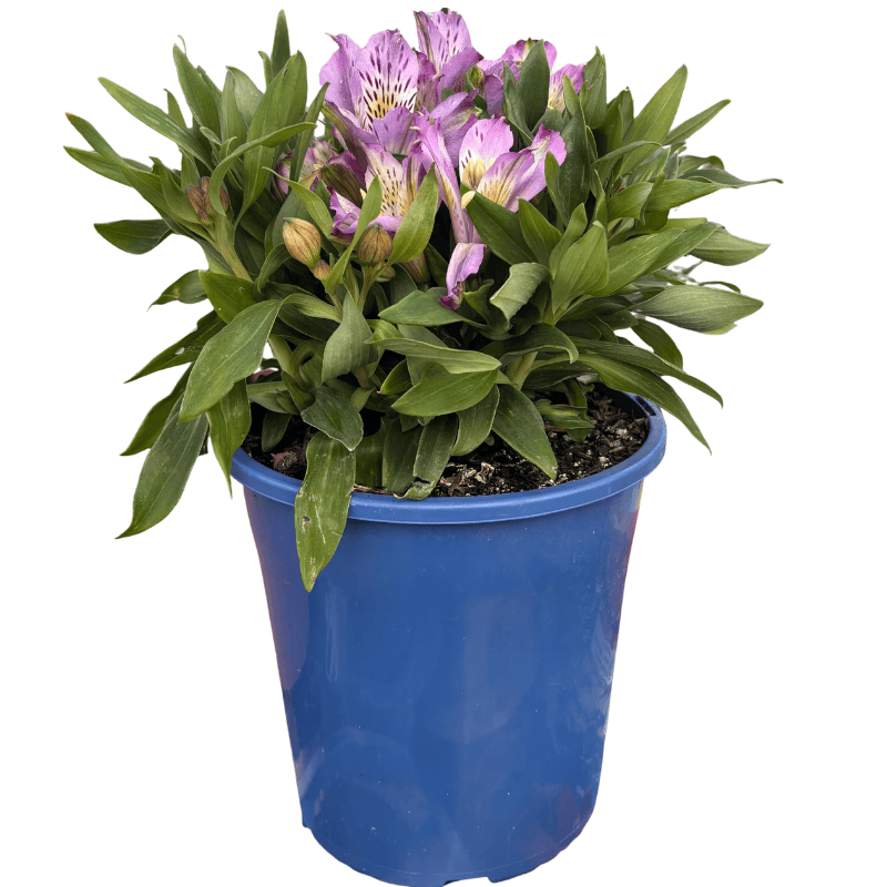 Alstroemeria 'Elite Lavender' 18cm