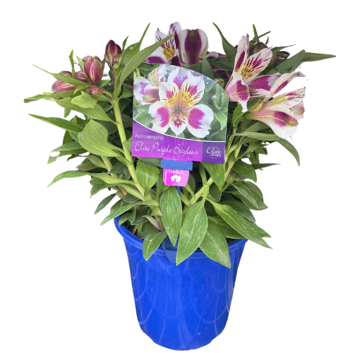 Alstroemeria Elite Purple Bicolour 18cm