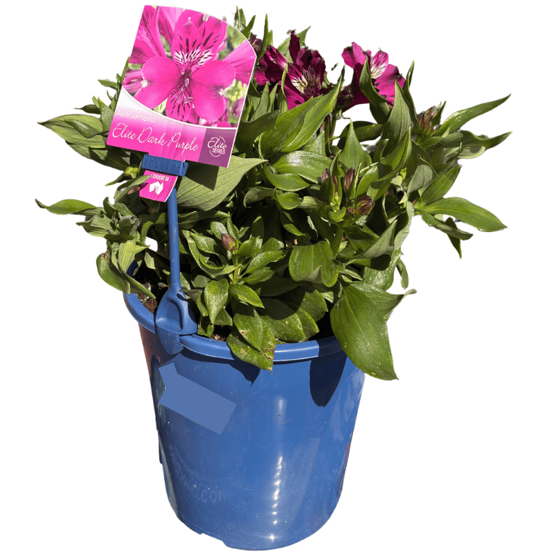 Alstroemeria 'Elite Dark Purple' 18cm