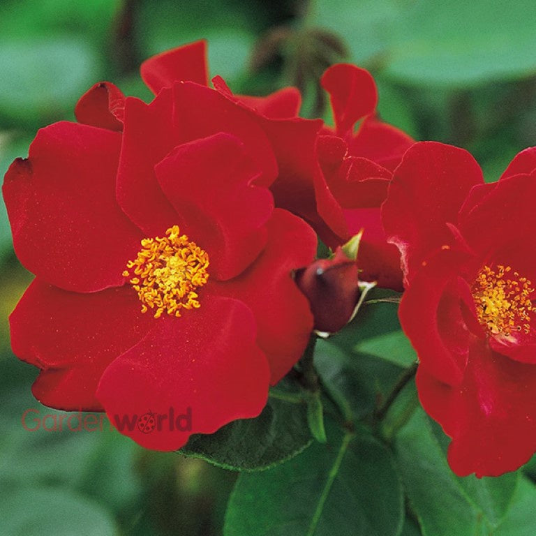 Rose Altissimo Climbing 20cm