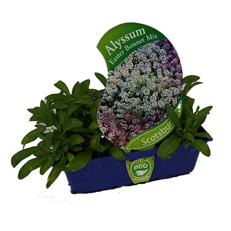 Alyssum Easter Bonnet Mix