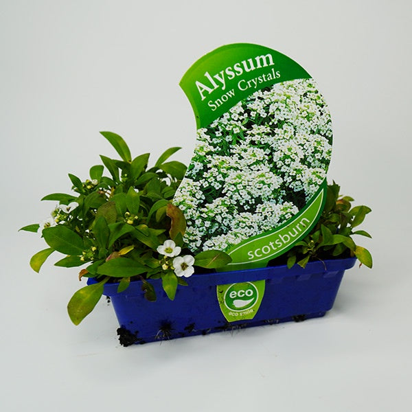 Alyssum Snow Crystals Punnet